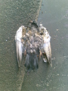 dead-bird